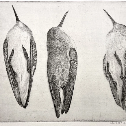 Charles Donker, Bonte strandlopers (Bécasseaux variables), 2022