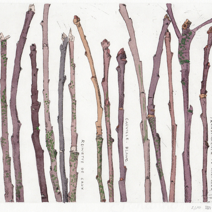 Delphine D. Garcia, 9.II.15, 2015