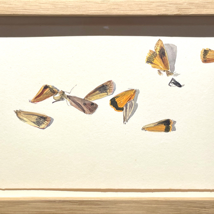 Delphine D. Garcia, 9.VI.20, 2020