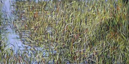 Manuel Cancel, Everglades II, 2011