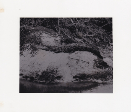 Deanna Pizzitelli, Crocodile, Mexico, 2017