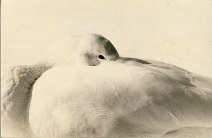 Yamamoto Masao, # 1660, 2016