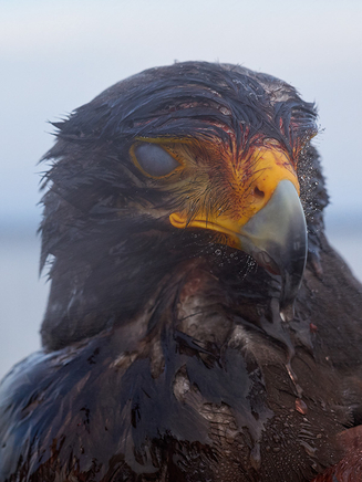 Guillaume Simoneau, Untitled (after the fight 01), Takeo city, Saga prefecture, Japan, 2016