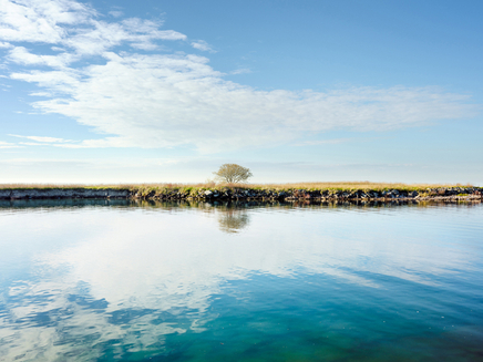 Robert Burley, Hawthorn Tree on the tip of the Endikement, Tommy Thompson Park, 2020