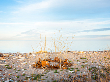 Robert Burley, Quaking Aspen trees with metal parts, the Endikement, Tommy Thompson Park, Toronto, 2019