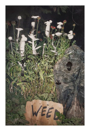 Sarah Anne Johnson, Weed, 2015