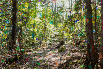 Sarah Anne Johnson, Deep Woods, 2025