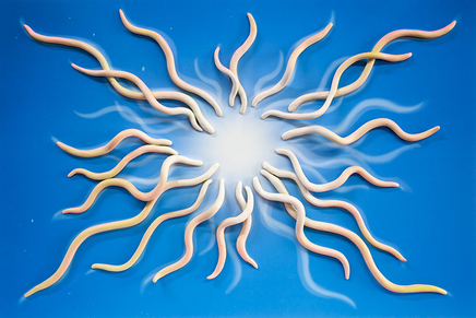 Sarah Anne Johnson, Sun (Yellow & Pink), 2018