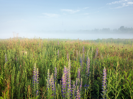 Robert Burley, Wildflowers and grasses on the tip of the Endikement, Tommy Thompson Park, Toronto, 2019