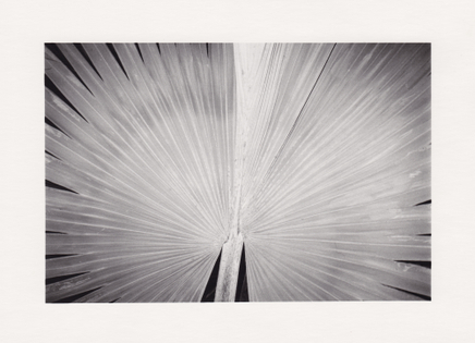 Deanna Pizzitelli, Leaves, I, 2017