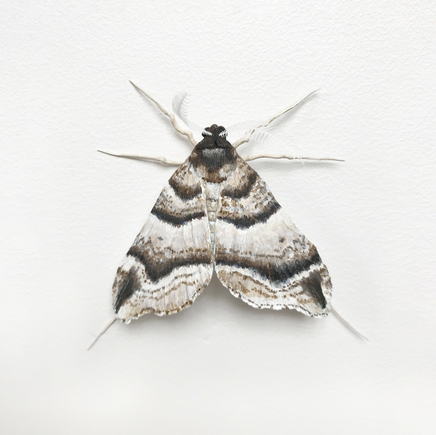 Elizabeth Thomson, Moth #1, 2017