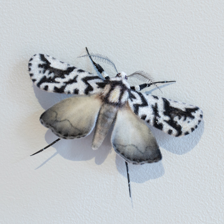 Elizabeth Thomson, Moth #49, 2025