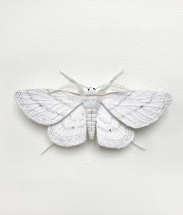 Elizabeth Thomson, Moth #11, 2017
