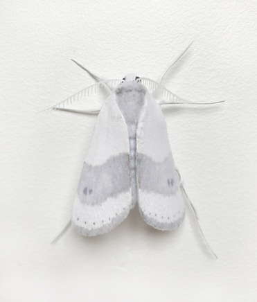 Elizabeth Thomson, Moth #4