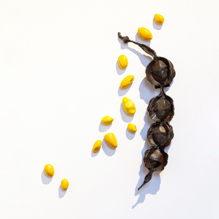 Hannah Kidd, Kākano Awa Awa Rata Reseve, 2024