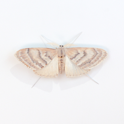 Elizabeth Thomson, Moth #3, 2017
