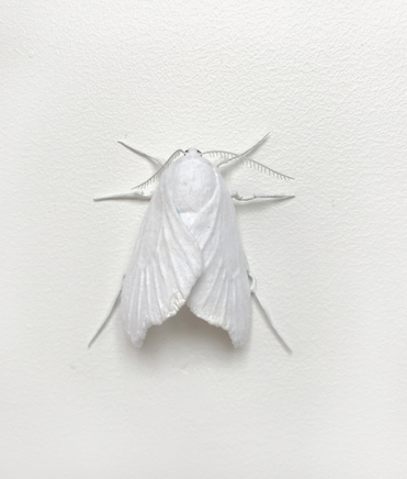 Elizabeth Thomson, Moth #8, 2017