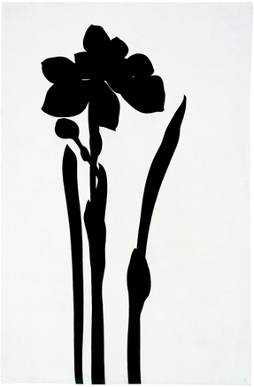 03 3 Marcissus Iii 160X104Cm Pencil On Paper 2005