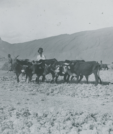 Ernest Hoeltzer , Ploughing (5-yoke), 2 yokes Buffaloes, 3 Oxen, Late 19th Century