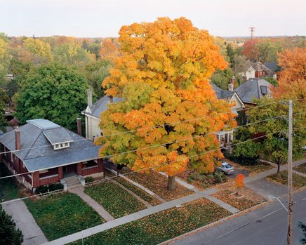 Scott Conarroe | About Trees