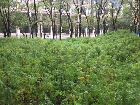 SPENCER FINCH Lost Man Creek