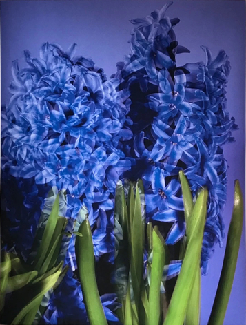 T.J. Wilcox Hyacinth&rsquo;s Eternal Return, 2020