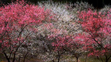 Shoja Azari and Shahram Karimi, Dreamscape II, 2016