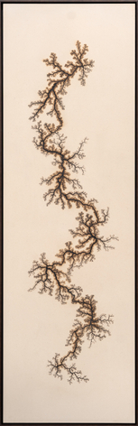 &nbsp;, Douglas White