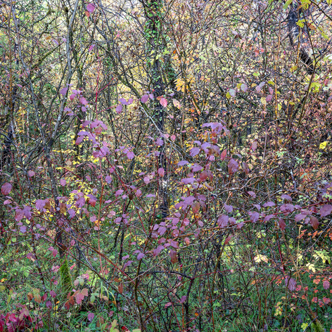 A color photo of a thick bramble of grass, shrub, and trees with green and purple autumn colors in daylight
