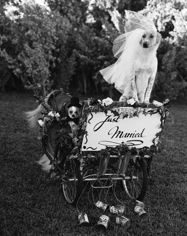Bruce Weber, The Bride and Groom, Dog Wedding for Vogue, Miami, Florida, 1998