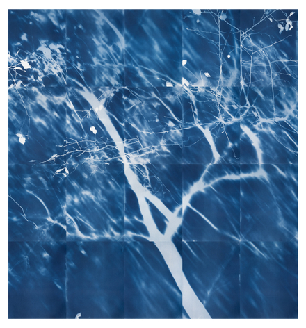 multi panel cyanotype of a crab apple tree