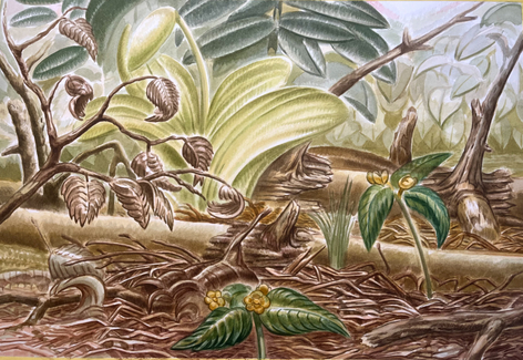 view of plants and roots on a forest floor in golden light