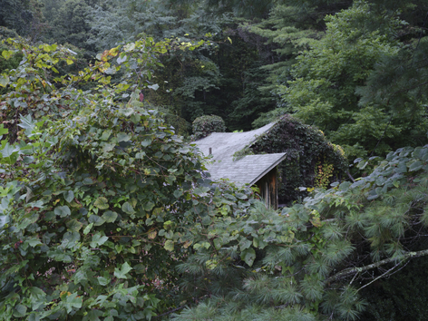 House that is being overtaken by kudzu
