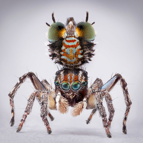 Mar&iacute;a Fernanda Cardoso, Spiders of Paradise: Maratus plumosus, 2024. Pigment print on premium photo paper 300 gr. mounted on Dibond, Framed: 35 ⅞ x 35 ⅞ x 1 &frac34; inches. Edition of 6, 2 AP