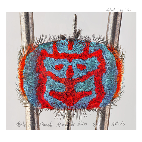 Mar&iacute;a Fernanda Cardoso, Actual Size XI, [Maratus bubo], 2021. Pigment print on premium photo paper 300 gr. mounted on Dibond, 60 x 60 inches. Edition of 5, 2 AP