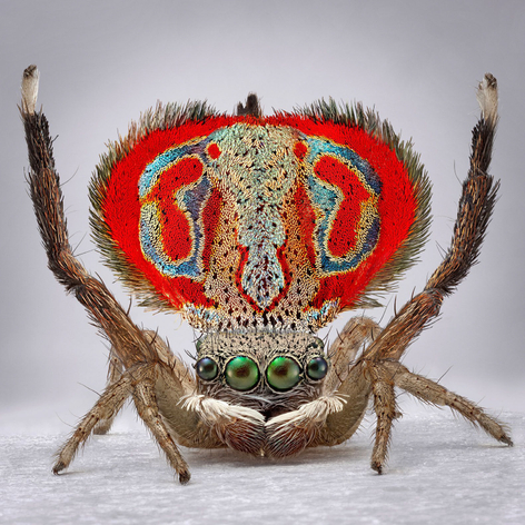 Mar&iacute;a Fernanda Cardoso, Spiders of Paradise: Maratus elephans, 2024. Pigment print on premium photo paper 300 gr. mounted on Dibond, Framed: 35 ⅞ x 35 ⅞ x 1 &frac34; inches. Edition of 6, 2 AP