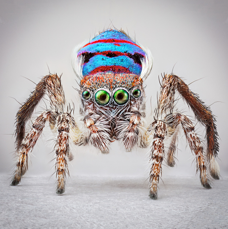 Mar&iacute;a Fernanda Cardoso, Spiders of Paradise: Maratus speciosus, 2018. Pigment print on premium photo paper 300 gr. mounted on Dibond, Framed: 35 ⅞ x 35 ⅞ x 1 &frac34; inches. Edition of 6, 2 AP