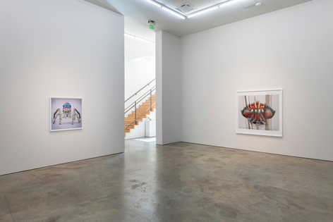 Maria Fernanda Cardoso | Maratus: Spiders of Paradise