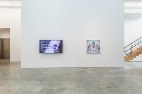 Maria Fernanda Cardoso | Maratus: Spiders of Paradise