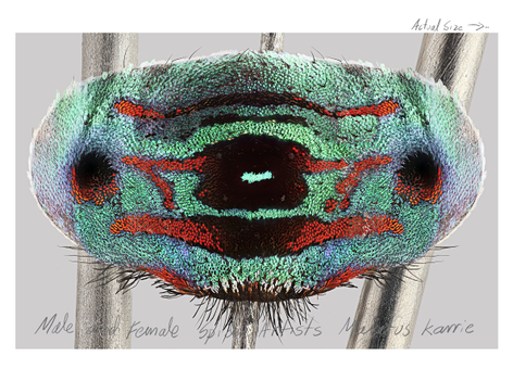 Mar&iacute;a Fernanda Cardoso, Actual Size VI, [Maratus karrie], 2021. Pigment print on premium photo paper 300 gr. mounted on Dibond, 60 x 80 11/16 inches. Edition of 5, 2 AP&nbsp;