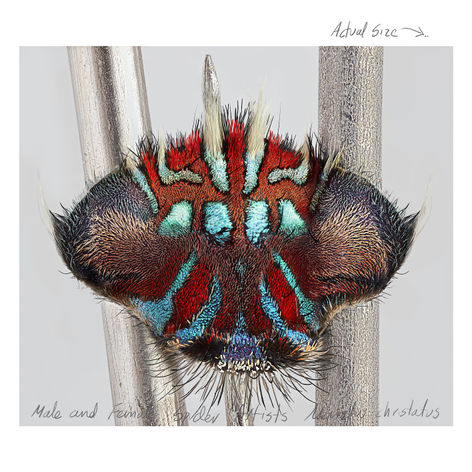 Mar&iacute;a Fernanda Cardoso, Actual Size IX, [Maratus christatus], 2021. Pigment print on premium photo paper 300 gr. mounted on Dibond,&nbsp;60 x 60 inches. Edition of 5, 2 AP