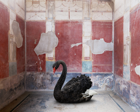 Karen Knorr, Leda's Seduction, House of the Red Walls, Pompeii, 2023
