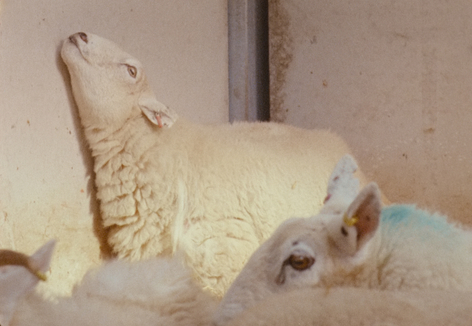 Lamb, still 2019