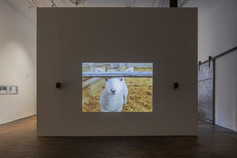 Lamb 2019 digitally transferred 16mm film (color, sound)