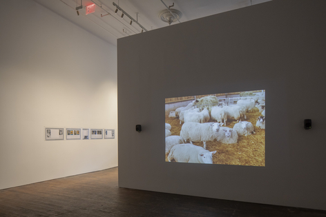 Nashashibi/Skaer: Pygmalion Margaret Ursus Uan, installation view