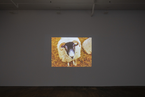 Bear 2021 digitally transferred 16mm film (color, silent)