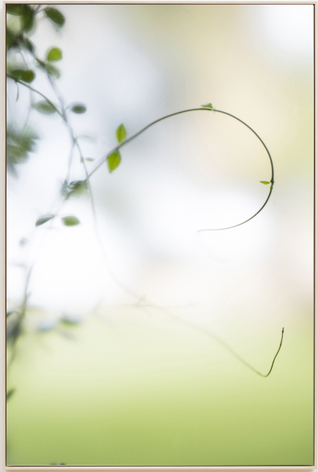 Su-Mei Tse Plants and Shades #2, 2017