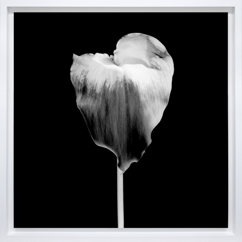 Calla Lily,&nbsp;1986
