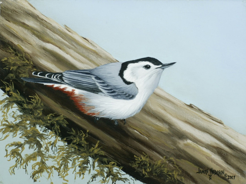 JIM HODGSON , White Breasted Nuthatch, 2007
