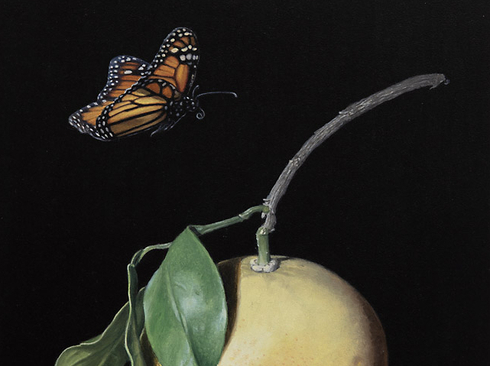 SUSAN McDONNELL , Grapefruit and Monarch, 2026